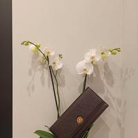 POCHETTE BVLGARI "FOEREM" TESTA DI MORO