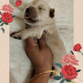 Golden retriever