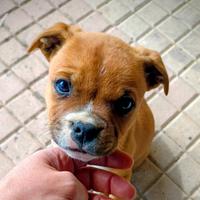 Staffordshire bull terrier