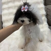 Cucciola di barboncino bicolor