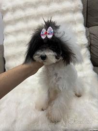 Cucciola di barboncino bicolor