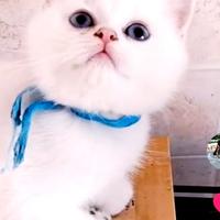 Gattini british shorthair Cincilla' colorpoint 3m