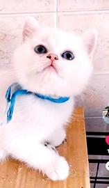 Gattini british shorthair Cincilla' colorpoint 3m