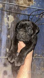 Cuccioli cane corso