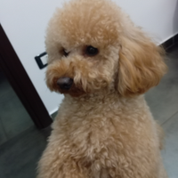 Barboncino Toy per monta