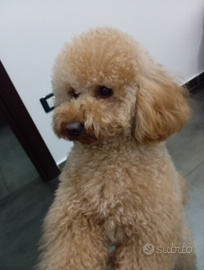 Barboncino Toy per monta