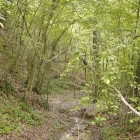 Tartufaia Controllata 3,5 Ettari