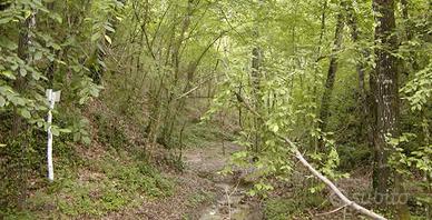 Tartufaia Controllata 3,5 Ettari