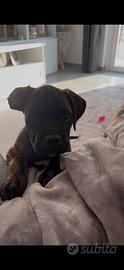 Cane Corso Tigrato 2 mesi
