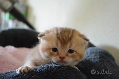 Scottish Fold