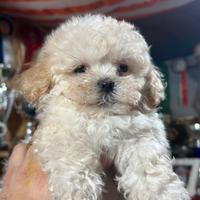 Maltipoo cuccioli