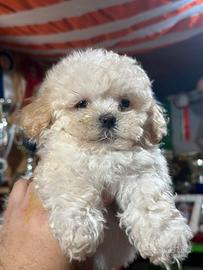 Maltipoo cuccioli