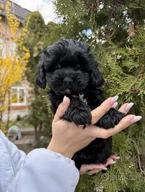 Cucciolo Maltipoo
