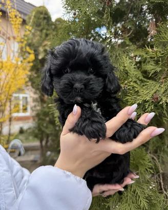 Cucciolo Maltipoo