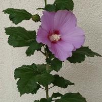 piante ibisco cinese (ricavato pro missioni) 