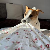 Jack russell terrier per monta con pedigree