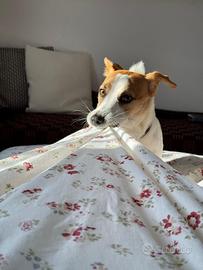 Jack russell terrier per monta con pedigree