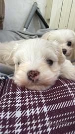 Maltese linea coreana