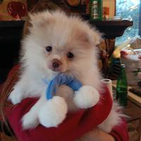 Spitz nano Volpino della pomeriana