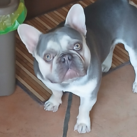 Bulldog francese