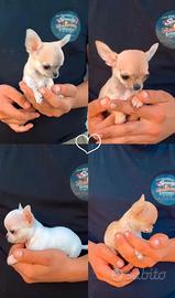 Chihuahua toy maschietti
