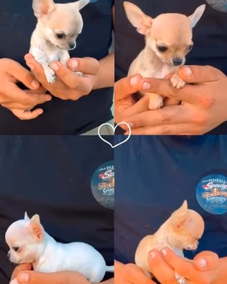 Chihuahua toy maschietti