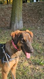 Un anno cucciola femmina