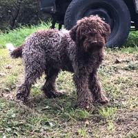 Lagotto 8 mesi da tartufi