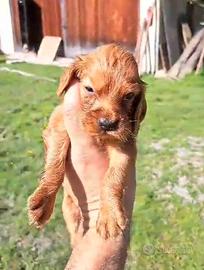 Maschietti Cocker Spaniel