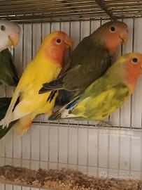 Inseparabili roseicollis giovani