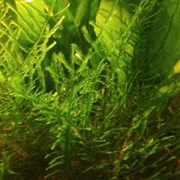 piante ossigenanti acquario