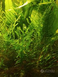 piante ossigenanti acquario