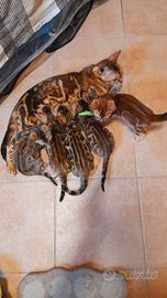 Cucciolo bengala Brown meravigliosi