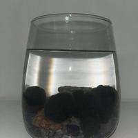 Marimo originali del giappone
