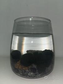 Marimo originali del giappone