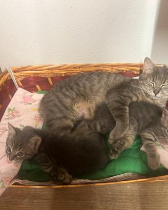 1 Gattina femmina 40 giorni gia svezzata