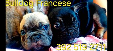 Bulldog francese