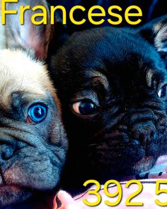 Bulldog francese