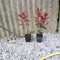 Photinia