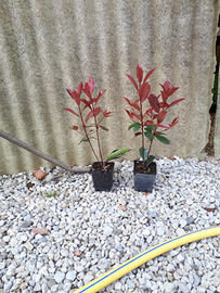 Photinia