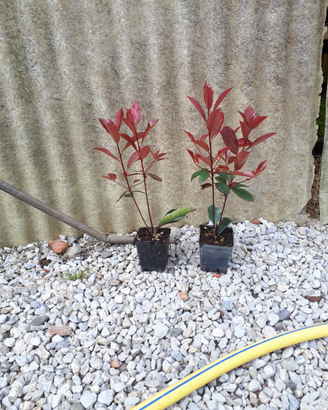Photinia