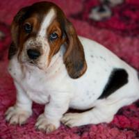 Cuccioli di bassethound