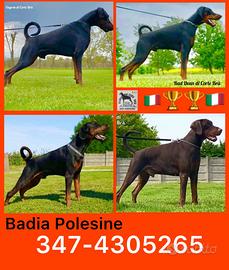 Dobermann Cuccioli di Altissima Genalogia