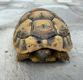 Tartaruga