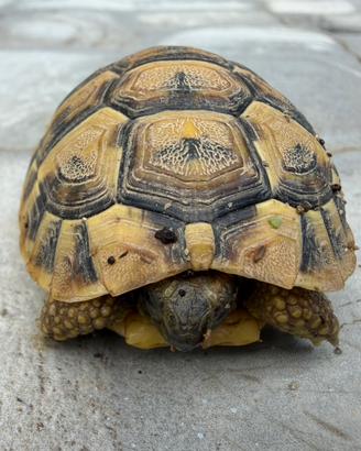 Tartaruga