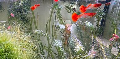 Guppy koi super selection 1 maschio 1 femmina
