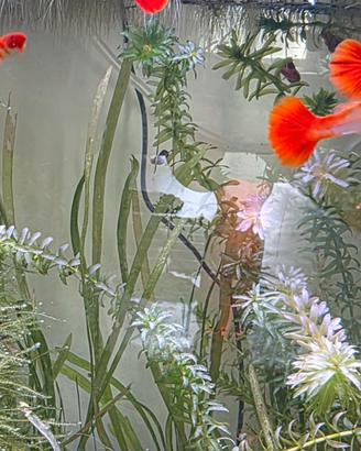 Guppy koi super selection 1 maschio 1 femmina