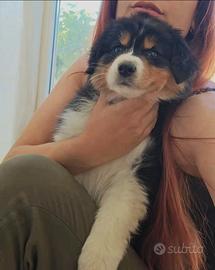 Australian shepherd pastore australiano