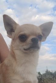 Chihuahua maschio
