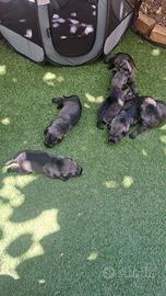 Cuccioli Schnauzer medio pepe e sale